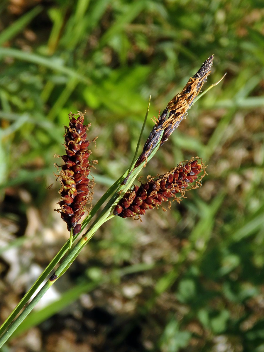 Ostřice chabá (Carex flacca Schreber)