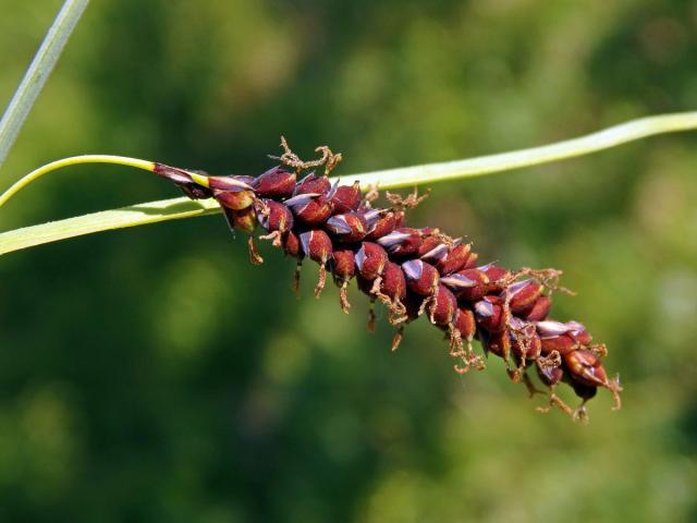 Ostřice chabá (Carex flacca Schreber)