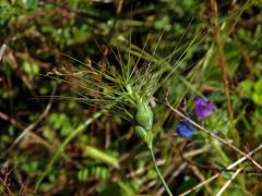 Mnohoštět vejčitý (Aegilops geniculata Roth)