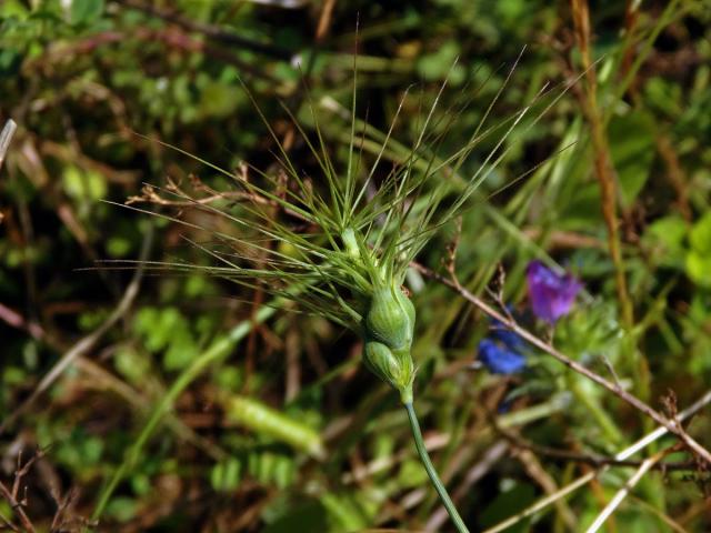 Mnohoštět vejčitý (Aegilops geniculata Roth)