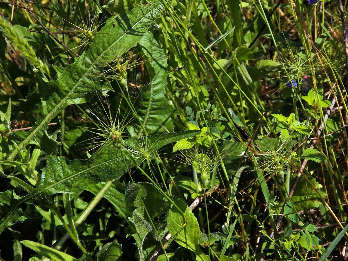 Mnohoštět vejčitý (Aegilops geniculata Roth)