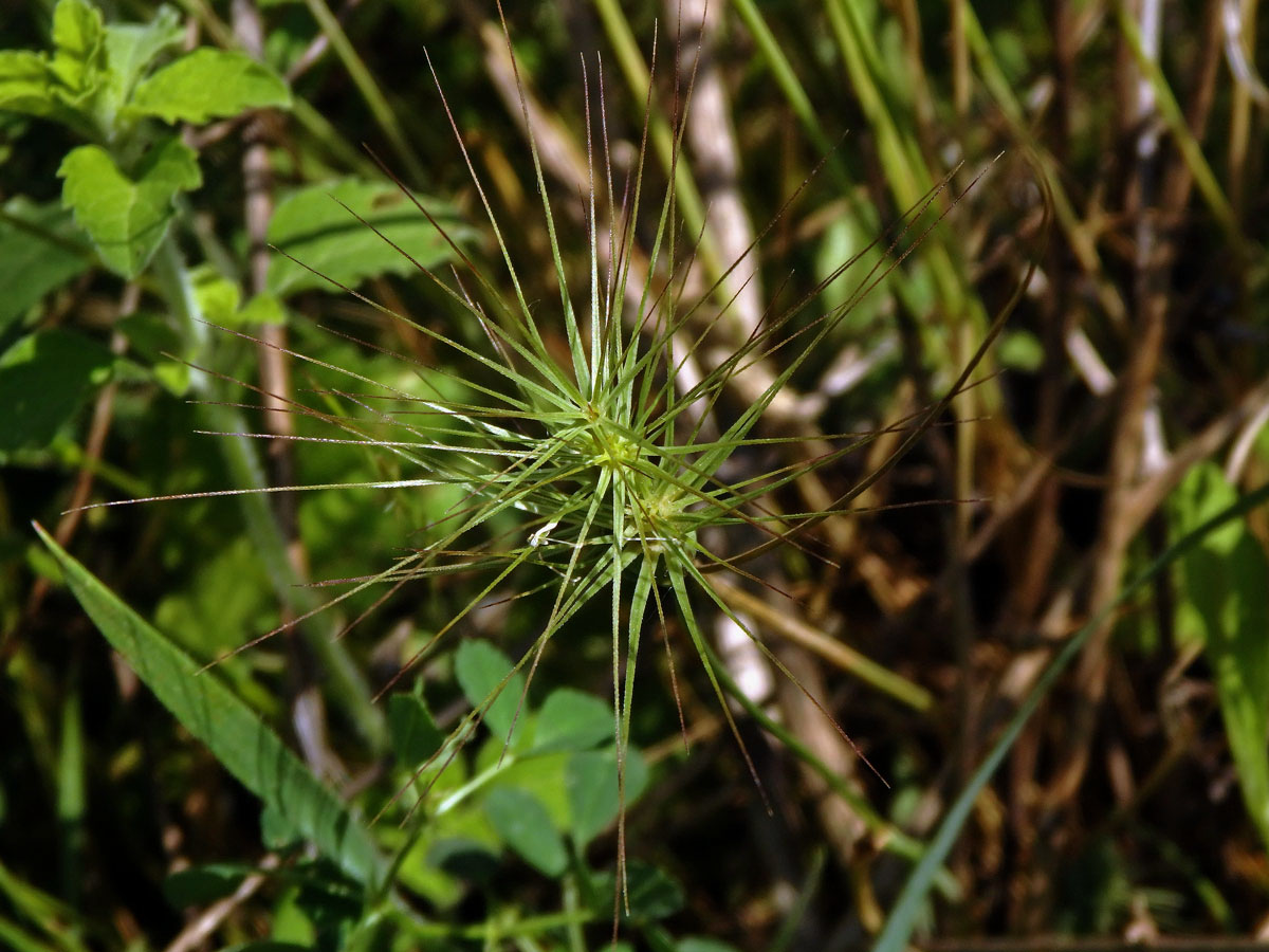 Mnohoštět vejčitý (Aegilops geniculata Roth)