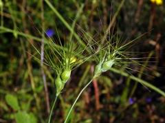 Mnohoštět vejčitý (Aegilops geniculata Roth)