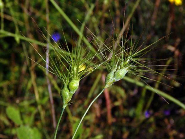 Mnohoštět vejčitý (Aegilops geniculata Roth)