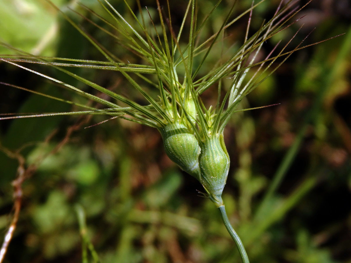 Mnohoštět vejčitý (Aegilops geniculata Roth)