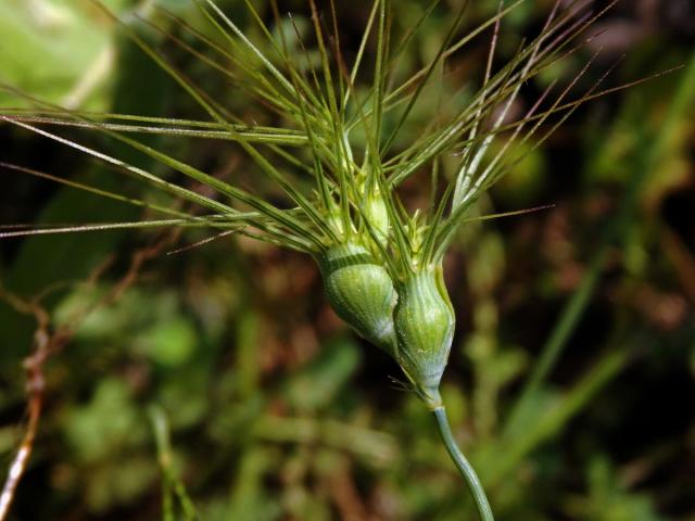 Mnohoštět vejčitý (Aegilops geniculata Roth)