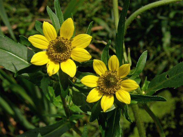 Dvouzubec nící (Bidens cernua L.)