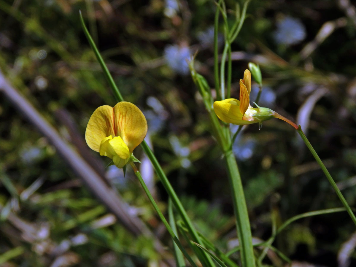 Hrachor roční (Lathyrus annuus L.)