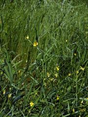 Hrachor roční (Lathyrus annuus L.)