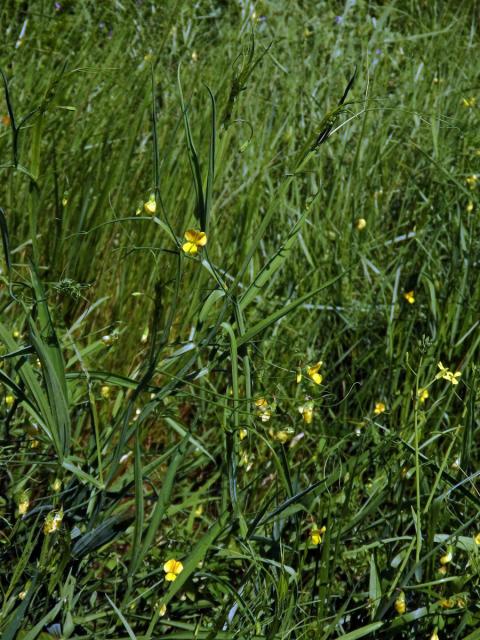 Hrachor roční (Lathyrus annuus L.)