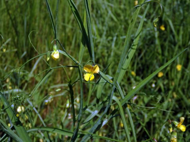 Hrachor roční (Lathyrus annuus L.)