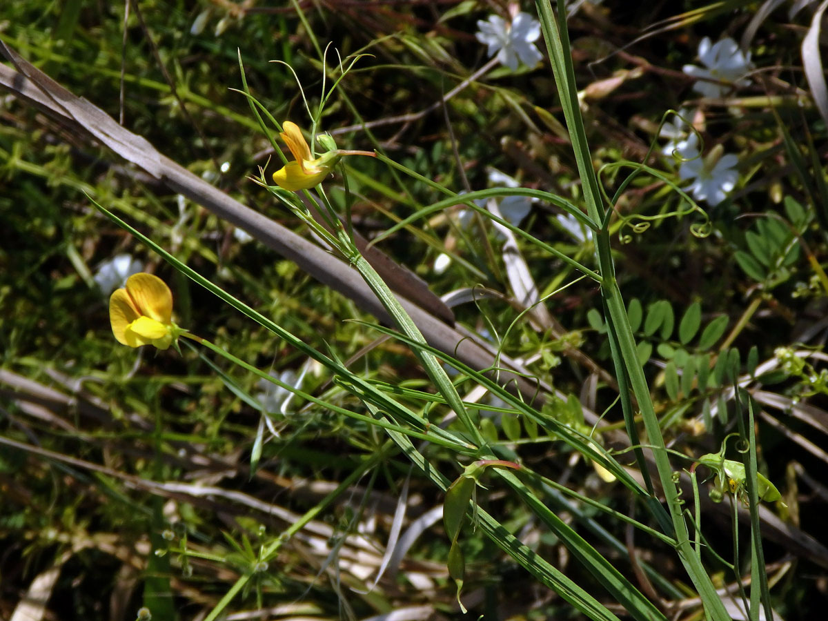 Hrachor roční (Lathyrus annuus L.)