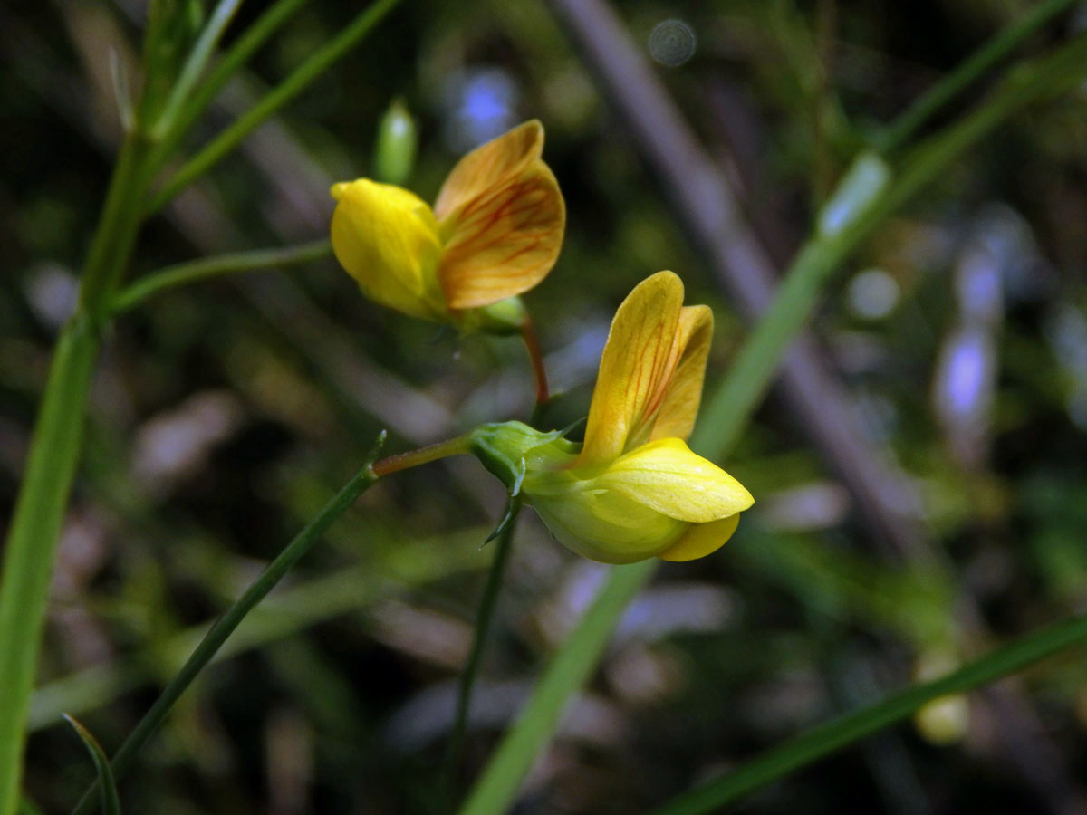 Hrachor roční (Lathyrus annuus L.)