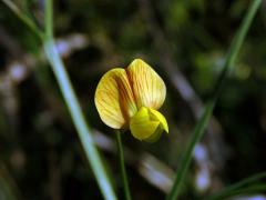 Hrachor roční (Lathyrus annuus L.)