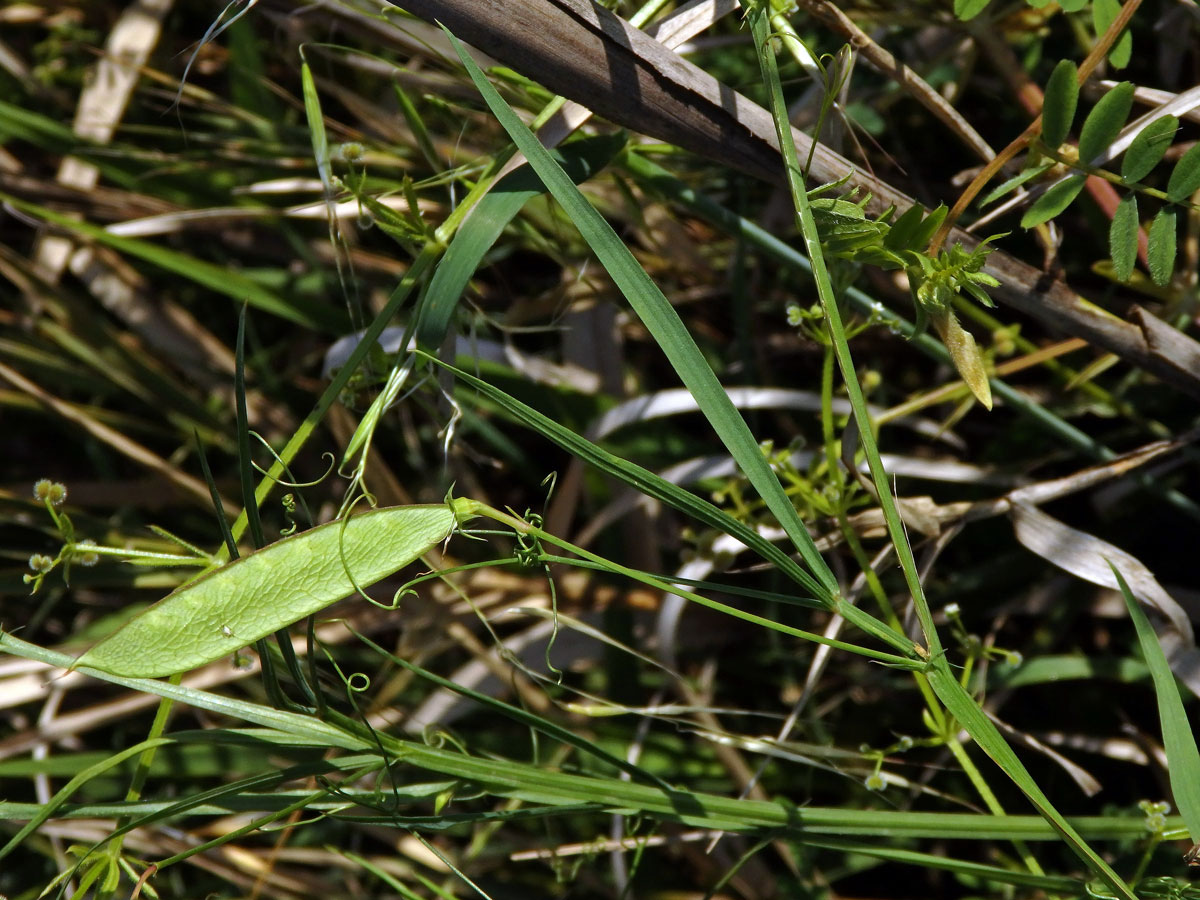 Hrachor roční (Lathyrus annuus L.)