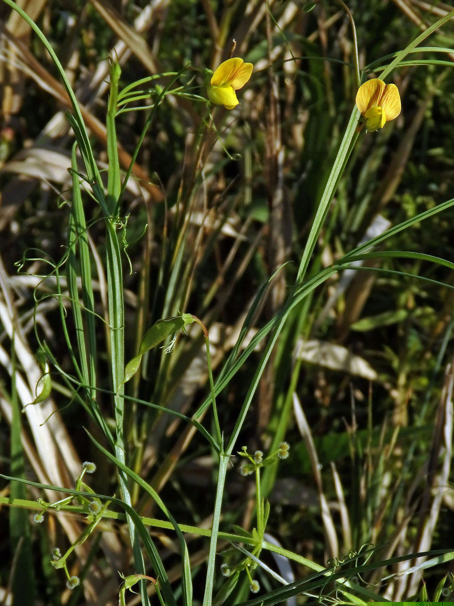 Hrachor roční (Lathyrus annuus L.)