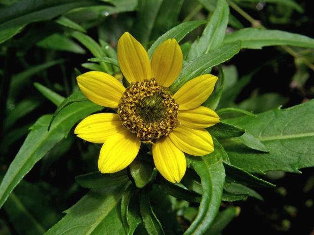 Dvouzubec nící (Bidens cernua L.)