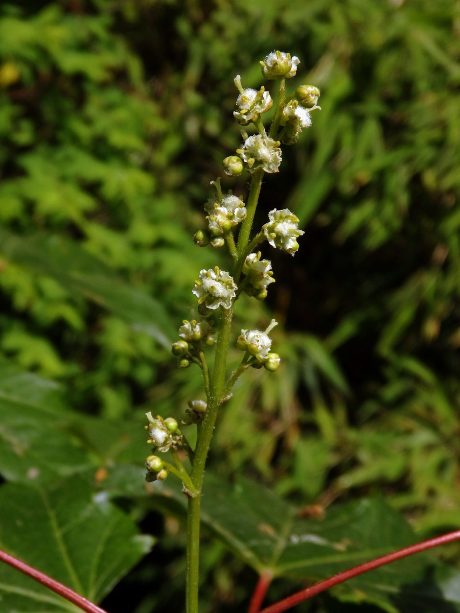 Javor vlnatokvětý (Acer erianthum Schwerin)