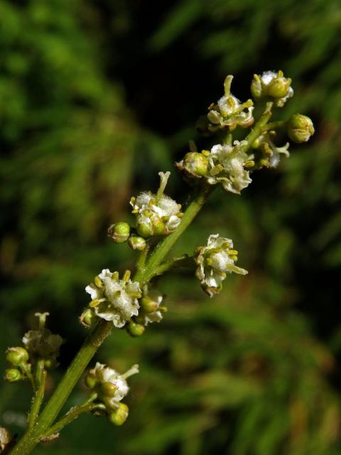 Javor vlnatokvětý (Acer erianthum Schwerin)