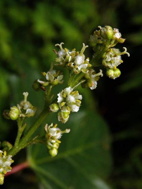 Javor vlnatokvětý (Acer erianthum Schwerin)