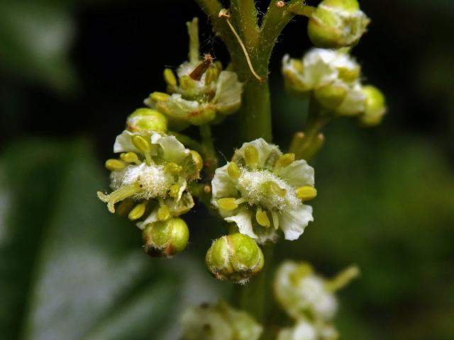 Javor vlnatokvětý (Acer erianthum Schwerin)