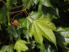 Javor vlnatokvětý (Acer erianthum Schwerin)