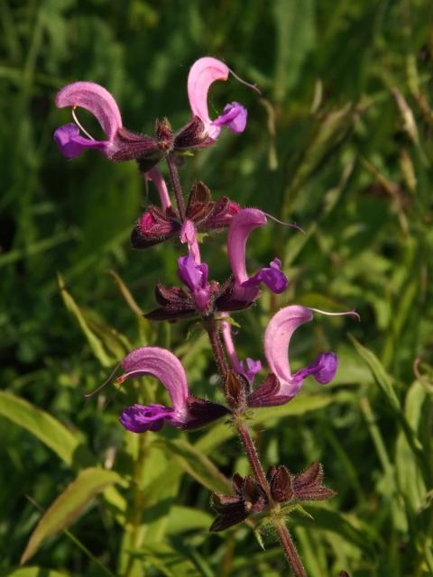 Šalvěj luční (Salvia pratensis L.) s růžovými květy