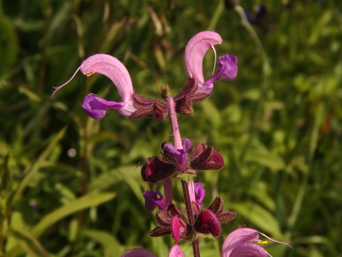 Šalvěj luční (Salvia pratensis L.) s růžovými květy