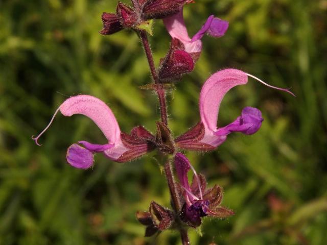 Šalvěj luční (Salvia pratensis L.) s růžovými květy