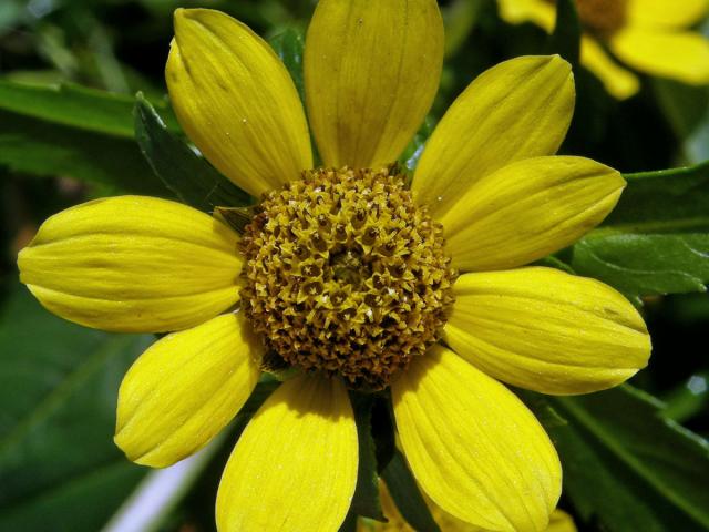 Dvouzubec nící (Bidens cernua L.)