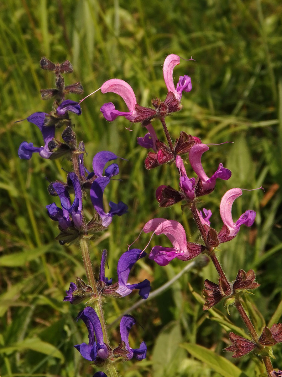 Šalvěj luční (Salvia pratensis L.) s růžovými květy