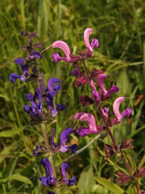 Šalvěj luční (Salvia pratensis L.) s růžovými květy