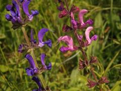 Šalvěj luční (Salvia pratensis L.) s růžovými květy