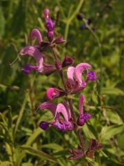 Šalvěj luční (Salvia pratensis L.) s růžovými květy