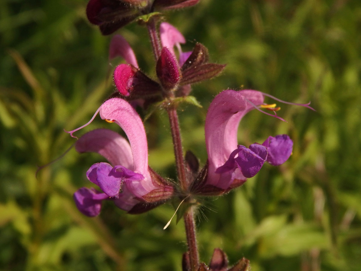 Šalvěj luční (Salvia pratensis L.) s růžovými květy