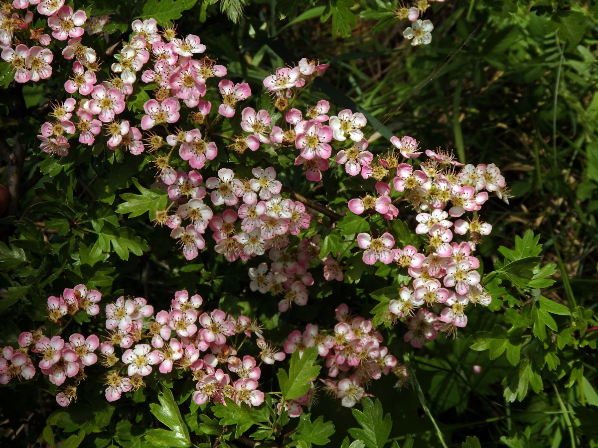 Hloh obecný (Crataegus laevigata (Poiret) DC.) s růžovými květy