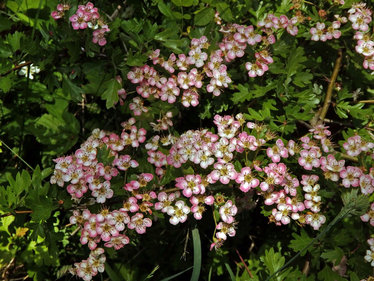 Hloh obecný (Crataegus laevigata (Poiret) DC.) s růžovými květy