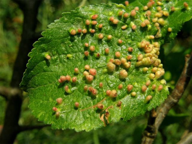 Hálky vlnovíka (Eriophyes padi prunianus), slivoň švestka