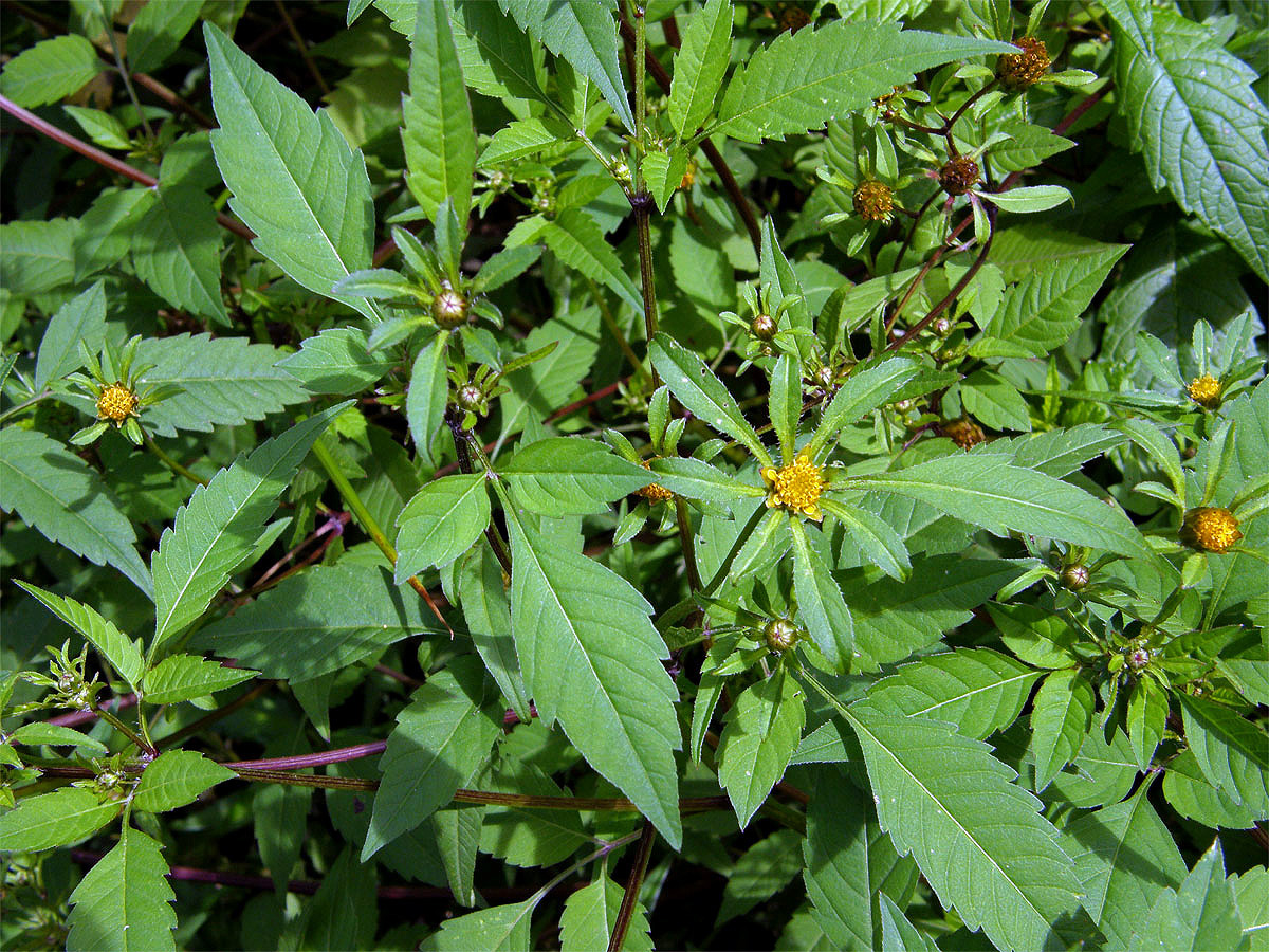 Dvouzubec černoplodý (Bidens frondosa L.)