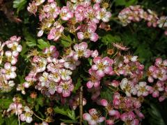 Hloh obecný (Crataegus laevigata (Poiret) DC.) s růžovými květy