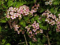 Hloh obecný (Crataegus laevigata (Poiret) DC.) s růžovými květy