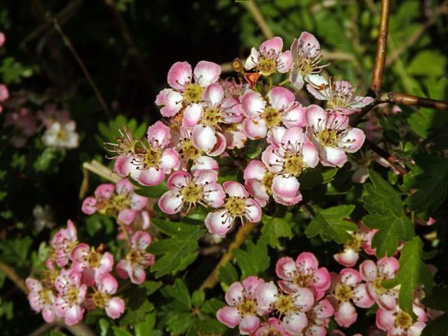 Hloh obecný (Crataegus laevigata (Poiret) DC.) s růžovými květy