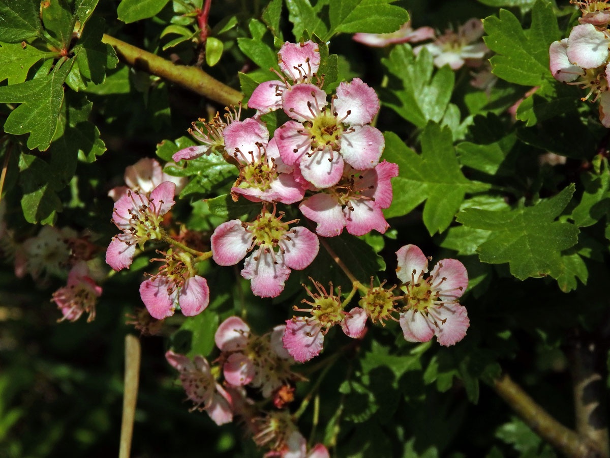 Hloh obecný (Crataegus laevigata (Poiret) DC.) s růžovými květy