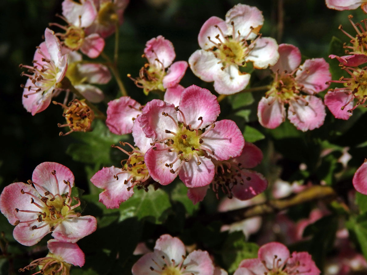 Hloh obecný (Crataegus laevigata (Poiret) DC.) s růžovými květy