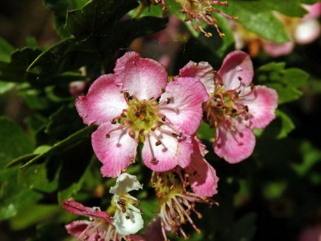 Hloh obecný (Crataegus laevigata (Poiret) DC.) s růžovými květy