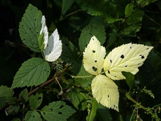 Ostružiník maliník (Rubus idaeus L.) s panašovanými listy