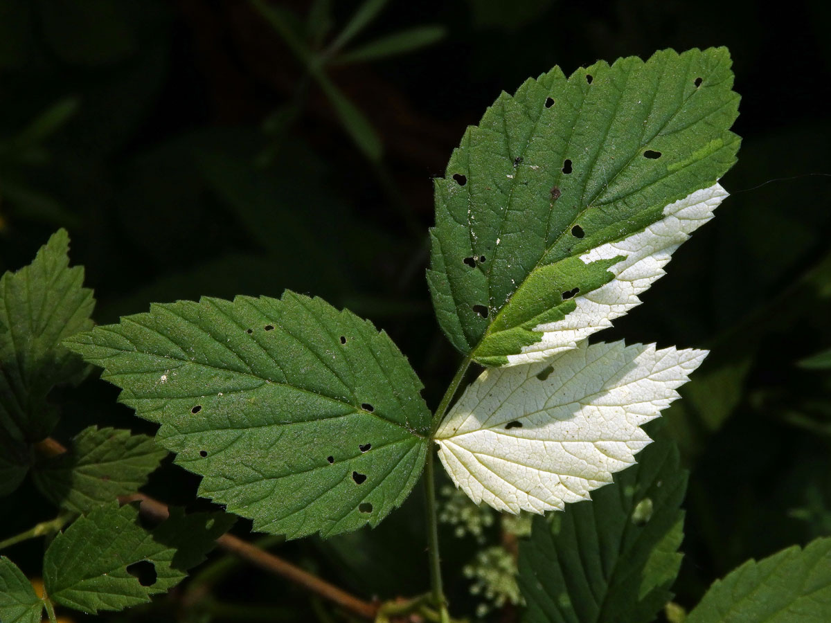 Ostružiník maliník (Rubus idaeus L.) s panašovanými listy