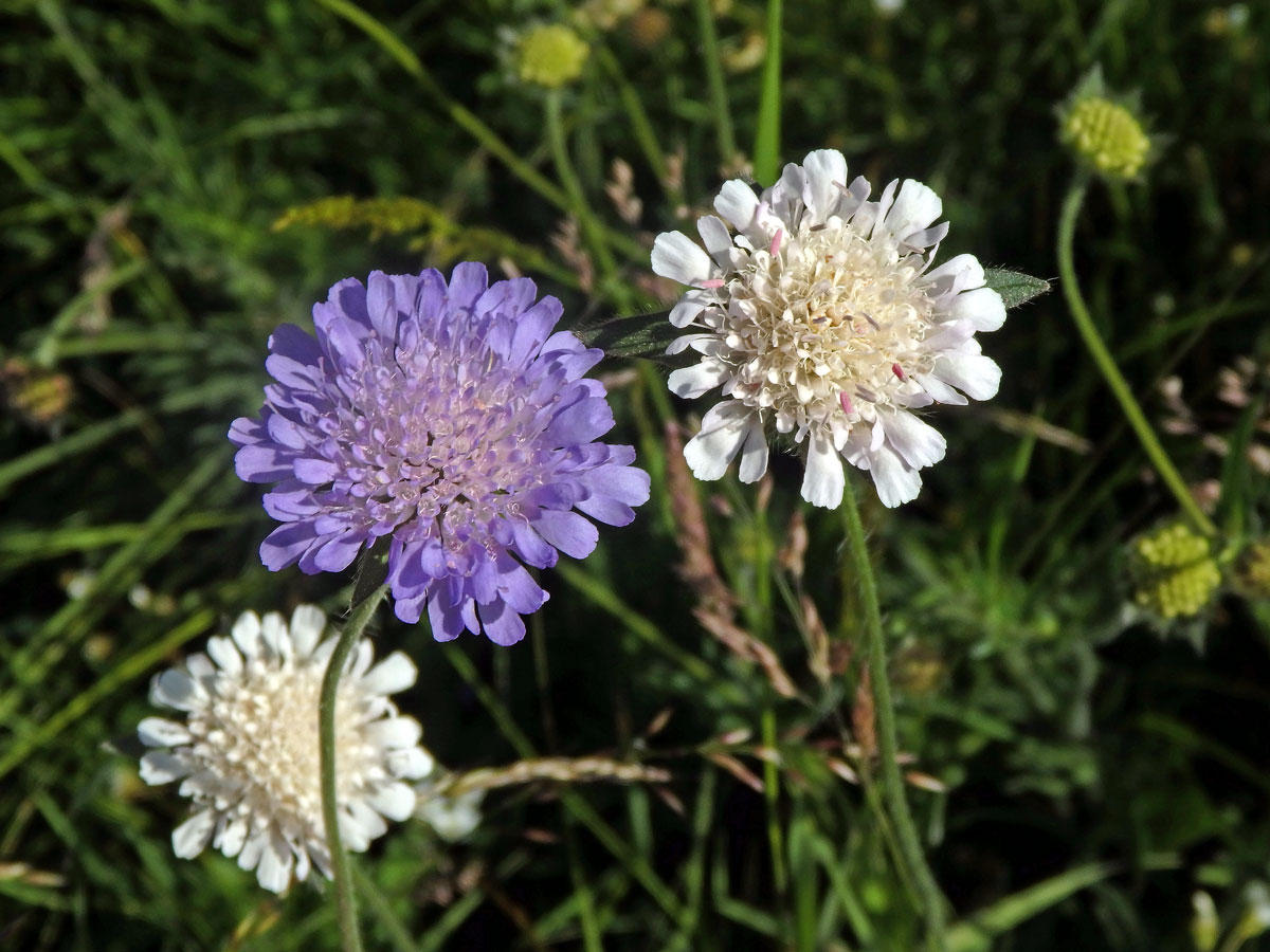 Chrastavec rolní (Knautia arvensis (L.) Coulter) se světlými květy