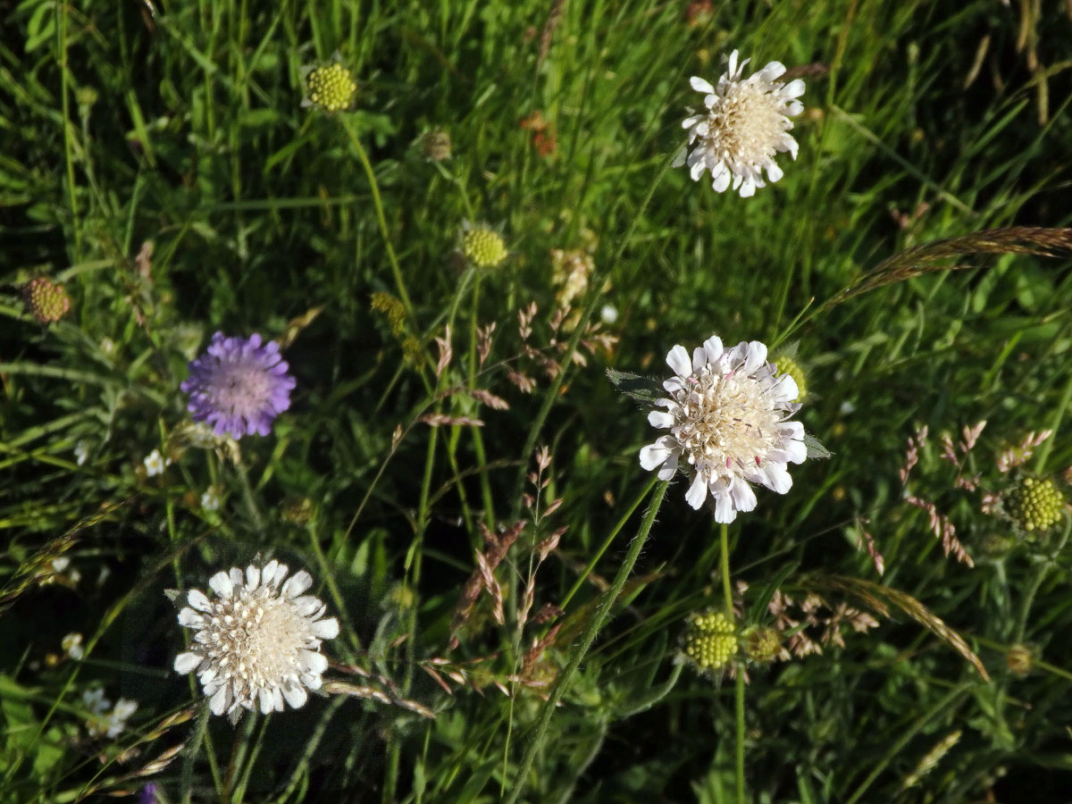 Chrastavec rolní (Knautia arvensis (L.) Coulter) se světlými květy