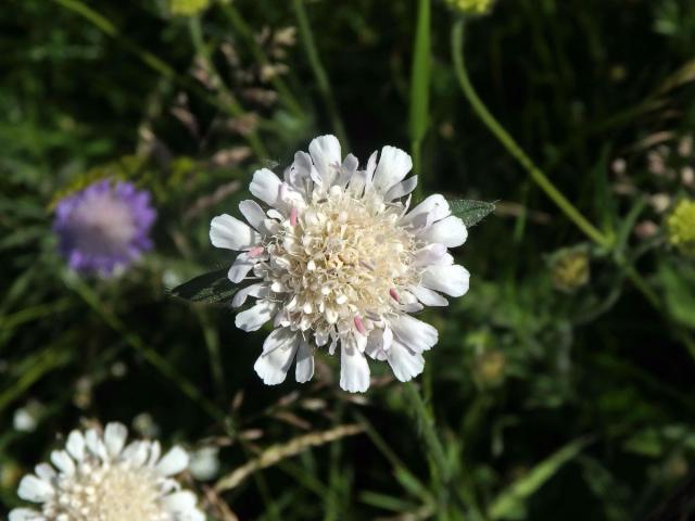 Chrastavec rolní (Knautia arvensis (L.) Coulter) se světlými květy